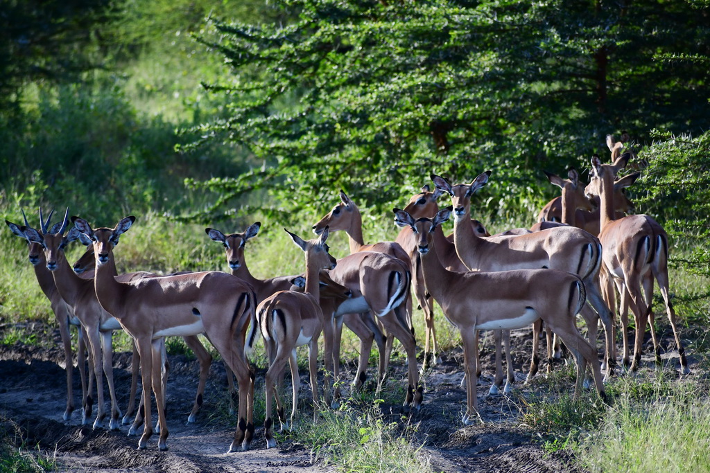 Selous NP